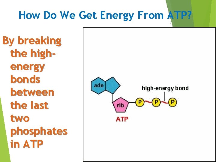 How Do We Get Energy From ATP? By breaking the highenergy bonds between the