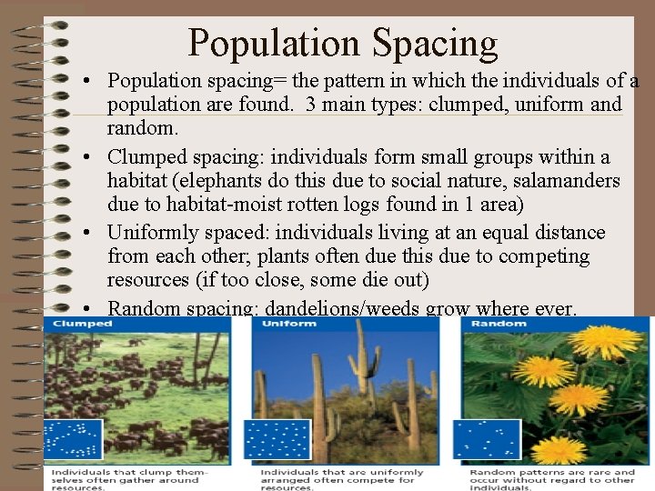 Population Spacing • Population spacing= the pattern in which the individuals of a population