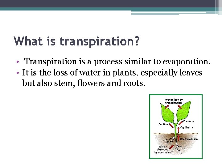 What is transpiration? • Transpiration is a process similar to evaporation. • It is