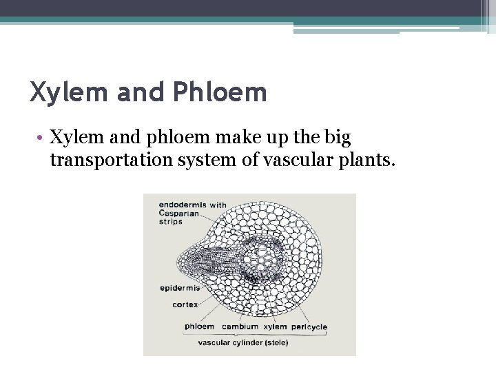 Xylem and Phloem • Xylem and phloem make up the big transportation system of