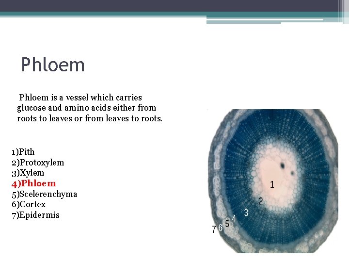 Phloem is a vessel which carries glucose and amino acids either from roots to