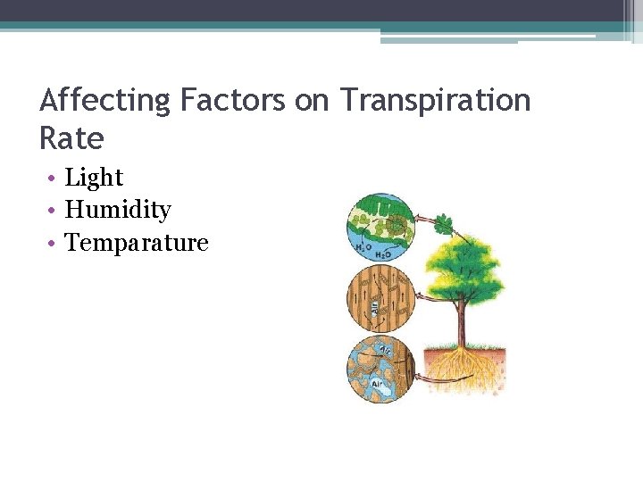 Affecting Factors on Transpiration Rate • Light • Humidity • Temparature 