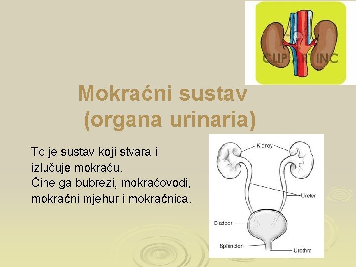 Mokraćni sustav (organa urinaria) To je sustav koji stvara i izlučuje mokraću. Čine ga