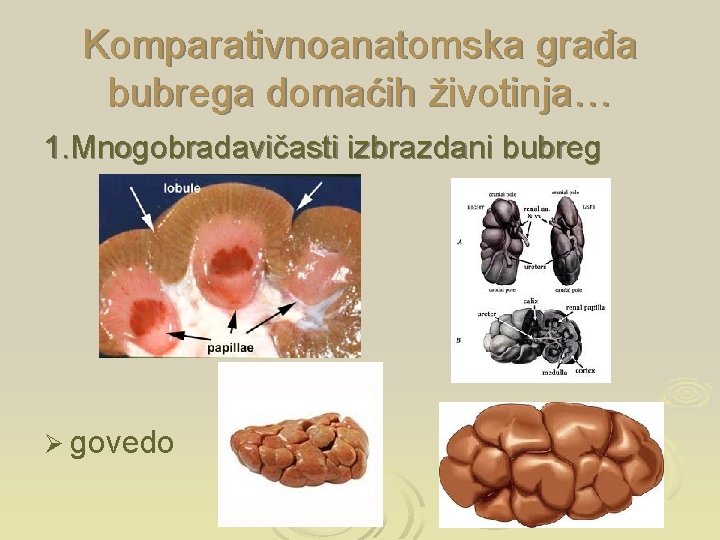 Komparativnoanatomska građa bubrega domaćih životinja… 1. Mnogobradavičasti izbrazdani bubreg Ø govedo 