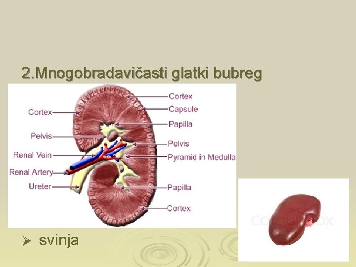 2. Mnogobradavičasti glatki bubreg Ø svinja 