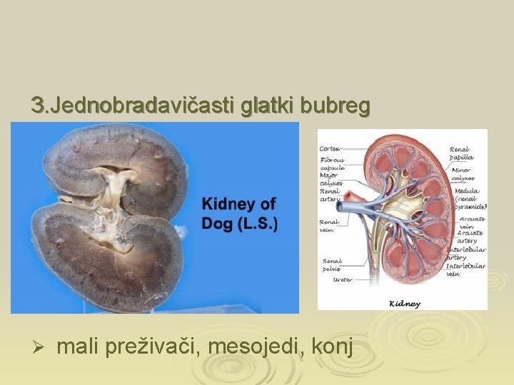 3. Jednobradavičasti glatki bubreg Ø mali preživači, mesojedi, konj 