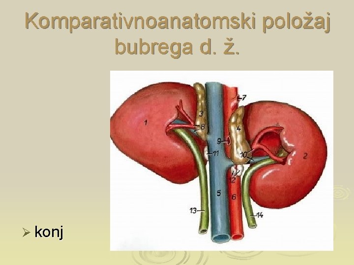 Komparativnoanatomski položaj bubrega d. ž. Ø konj 