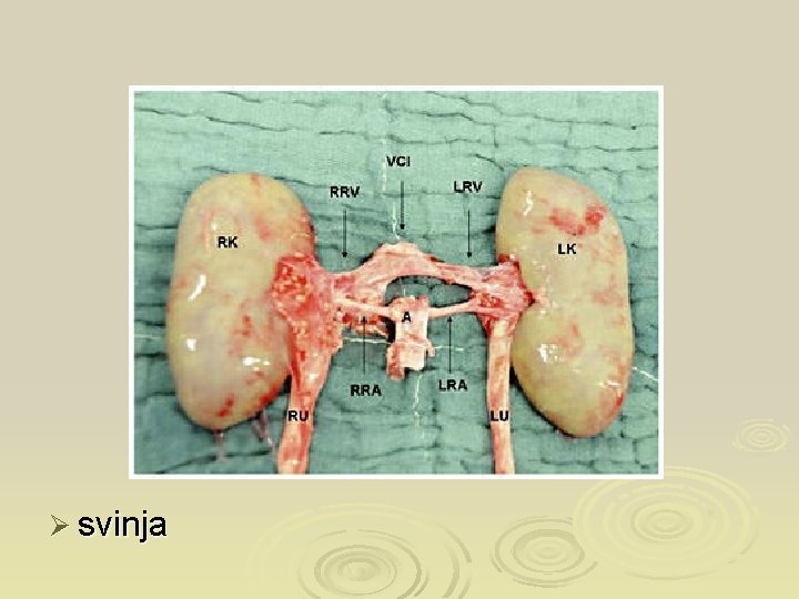 Ø svinja 