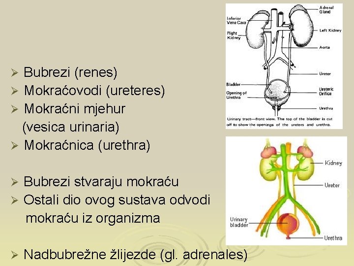 Bubrezi (renes) Ø Mokraćovodi (ureteres) Ø Mokraćni mjehur (vesica urinaria) Ø Mokraćnica (urethra) Ø