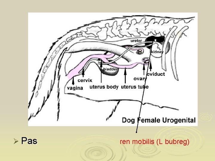 Ø Pas ren mobilis (L bubreg) 