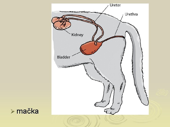 Ø mačka 