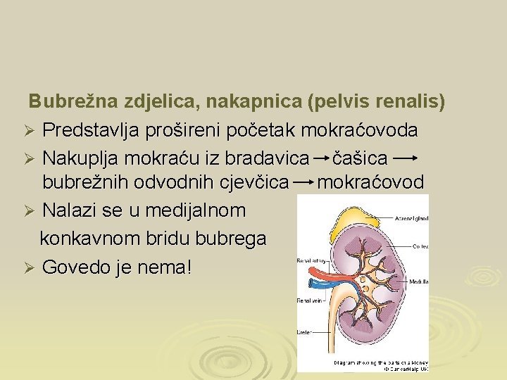 Bubrežna zdjelica, nakapnica (pelvis renalis) Ø Predstavlja prošireni početak mokraćovoda Ø Nakuplja mokraću iz