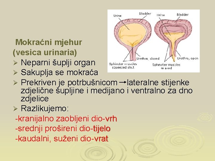 Mokraćni mjehur (vesica urinaria) Ø Neparni šuplji organ Ø Sakuplja se mokraća Ø Prekriven