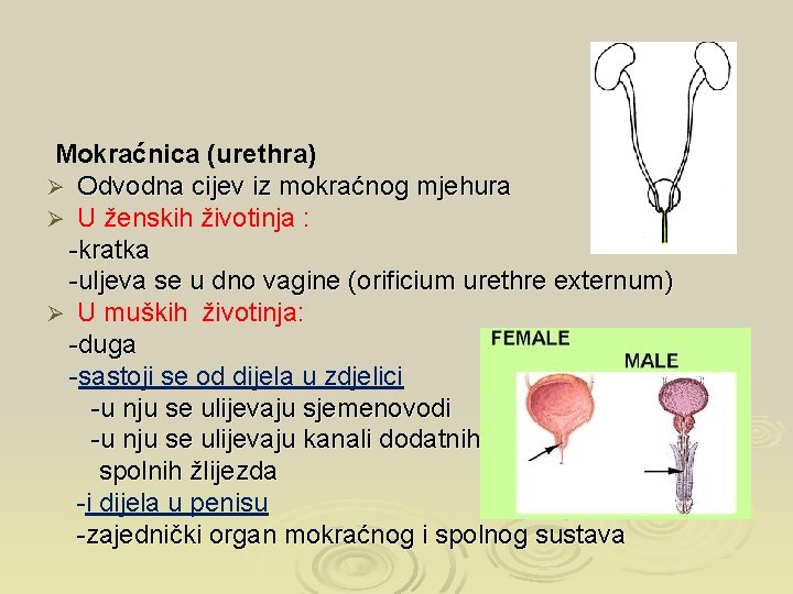 Mokraćnica (urethra) Ø Odvodna cijev iz mokraćnog mjehura Ø U ženskih životinja : -kratka