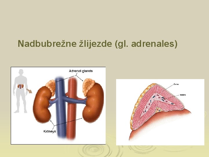 Nadbubrežne žlijezde (gl. adrenales) 