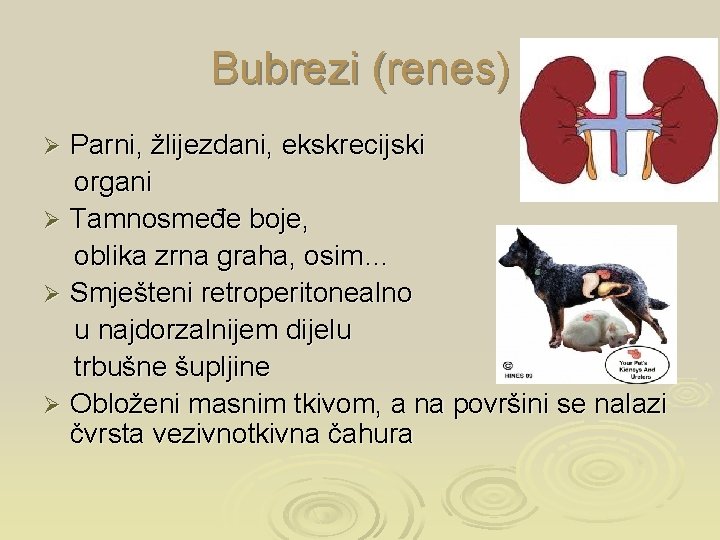 Bubrezi (renes) Parni, žlijezdani, ekskrecijski organi Ø Tamnosmeđe boje, oblika zrna graha, osim… Ø