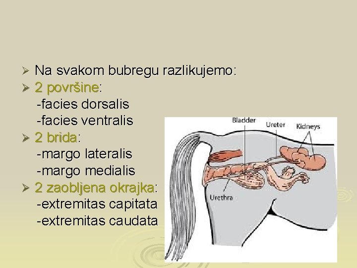 Na svakom bubregu razlikujemo: 2 površine: -facies dorsalis -facies ventralis Ø 2 brida: -margo