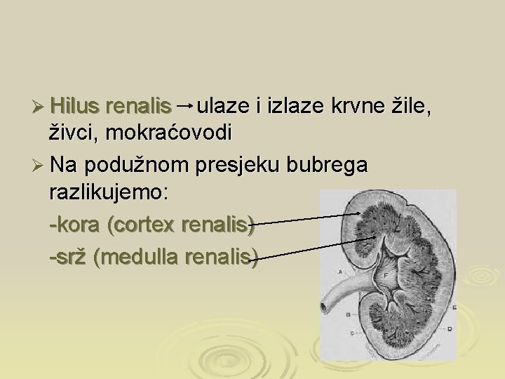 Ø Hilus renalis ulaze i izlaze krvne žile, živci, mokraćovodi Ø Na podužnom presjeku