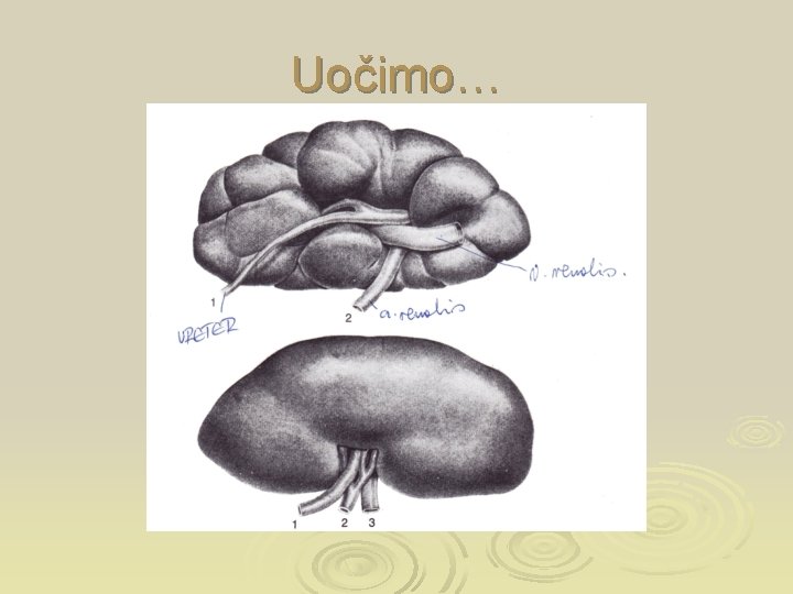 Uočimo… 