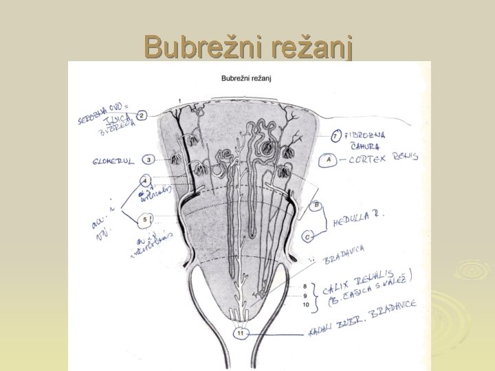 Bubrežni režanj 