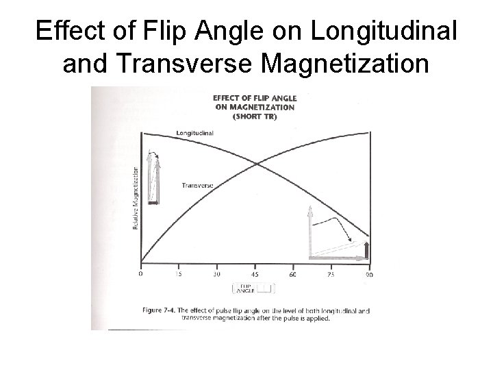 Effect of Flip Angle on Longitudinal and Transverse Magnetization 