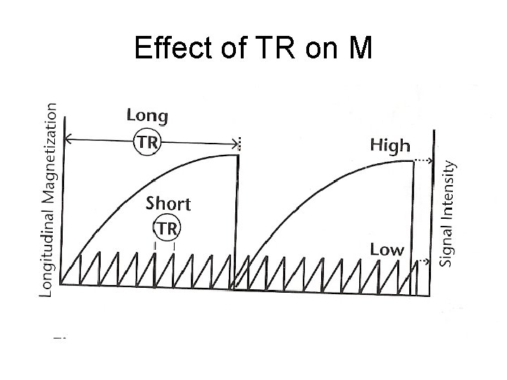 Effect of TR on M 