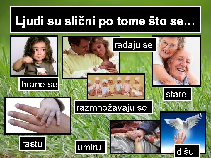 Ljudi su slični po tome što se… rađaju se hrane se stare razmnožavaju se