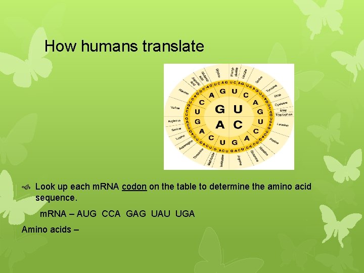 How humans translate Look up each m. RNA codon on the table to determine