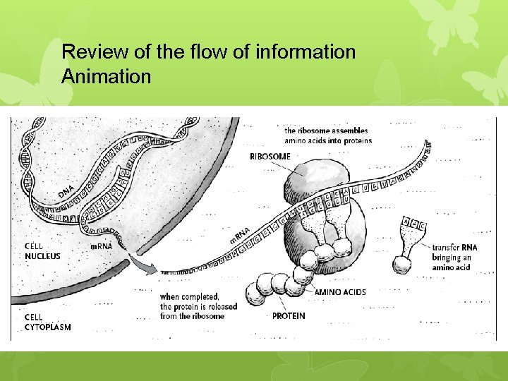 Review of the flow of information Animation http: //www. johnkyrk. com/er. html 