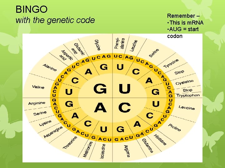 BINGO with the genetic code Remember – • This is m. RNA • AUG
