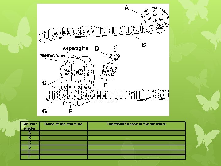 Structur e letter A B C D E F Name of the structure Function/Purpose