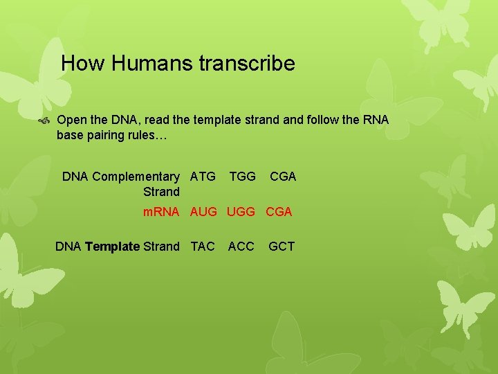 How Humans transcribe Open the DNA, read the template strand follow the RNA base