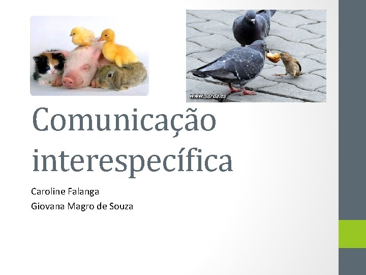 Comunicação interespecífica Caroline Falanga Giovana Magro de Souza 