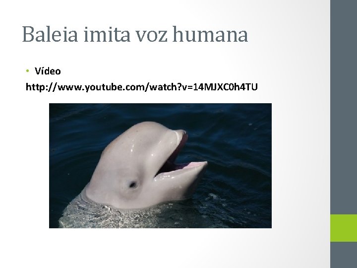 Baleia imita voz humana • Vídeo http: //www. youtube. com/watch? v=14 MJXC 0 h