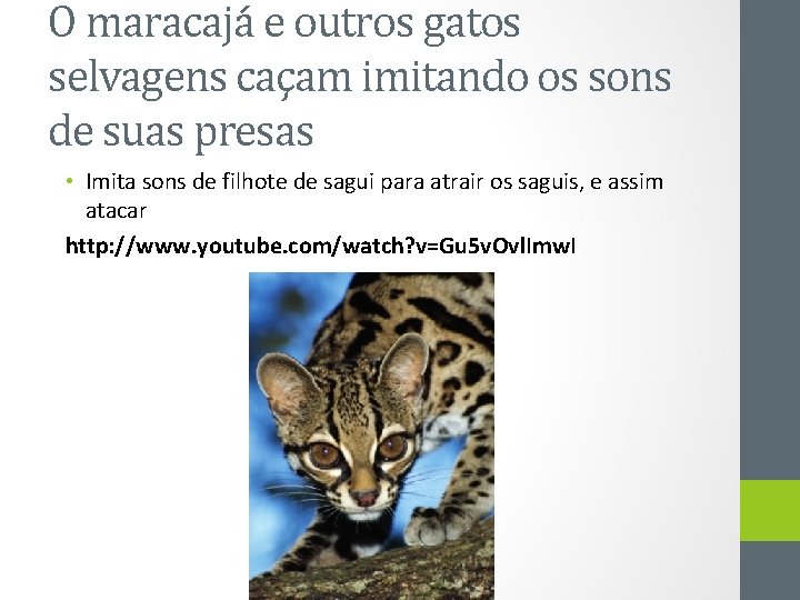 O maracajá e outros gatos selvagens caçam imitando os sons de suas presas •