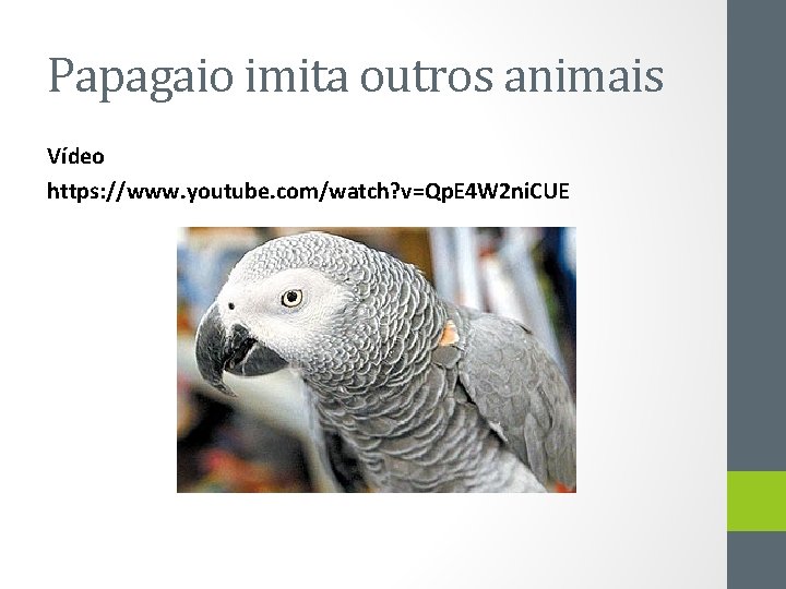 Papagaio imita outros animais Vídeo https: //www. youtube. com/watch? v=Qp. E 4 W 2