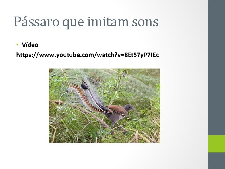 Pássaro que imitam sons • Vídeo https: //www. youtube. com/watch? v=8 Et 57 y.