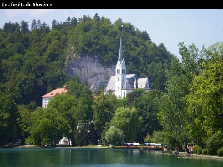 Les forêts de Slovénie 