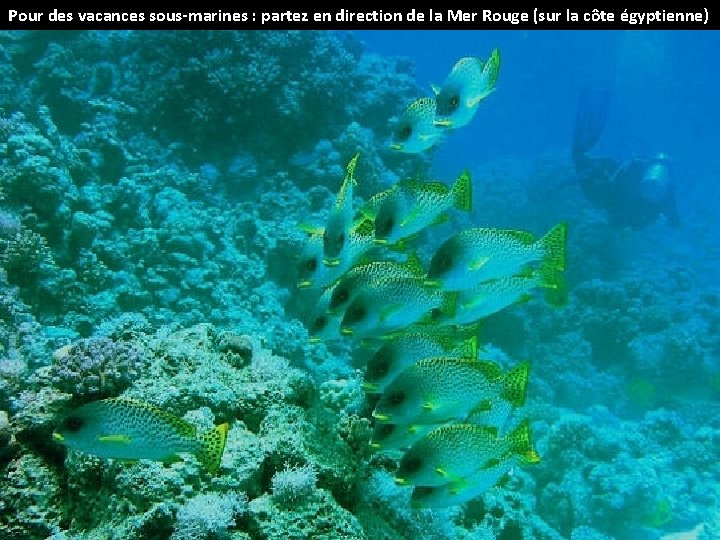 Pour des vacances sous-marines : partez en direction de la Mer Rouge (sur la