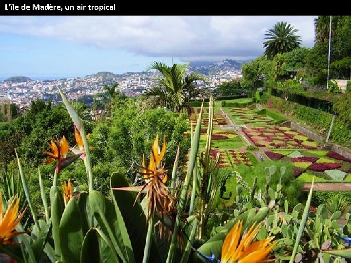 L'île de Madère, un air tropical 