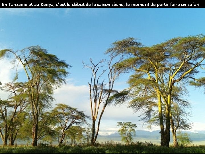 En Tanzanie et au Kenya, c'est le début de la saison sèche, le moment