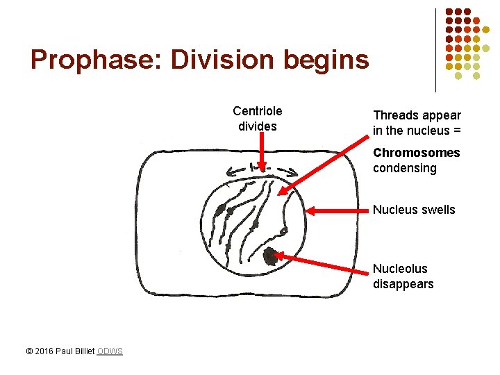 Prophase: Division begins Centriole divides Threads appear in the nucleus = Chromosomes condensing Nucleus