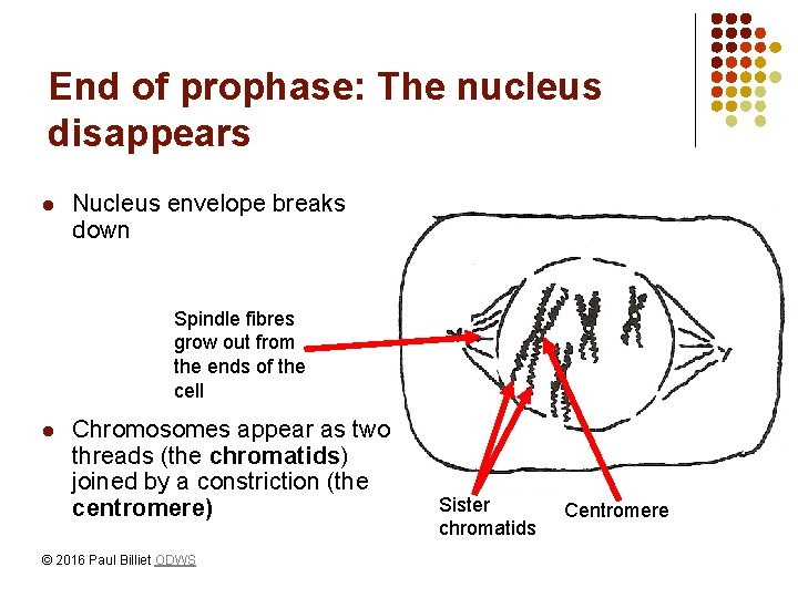 End of prophase: The nucleus disappears l Nucleus envelope breaks down Spindle fibres grow