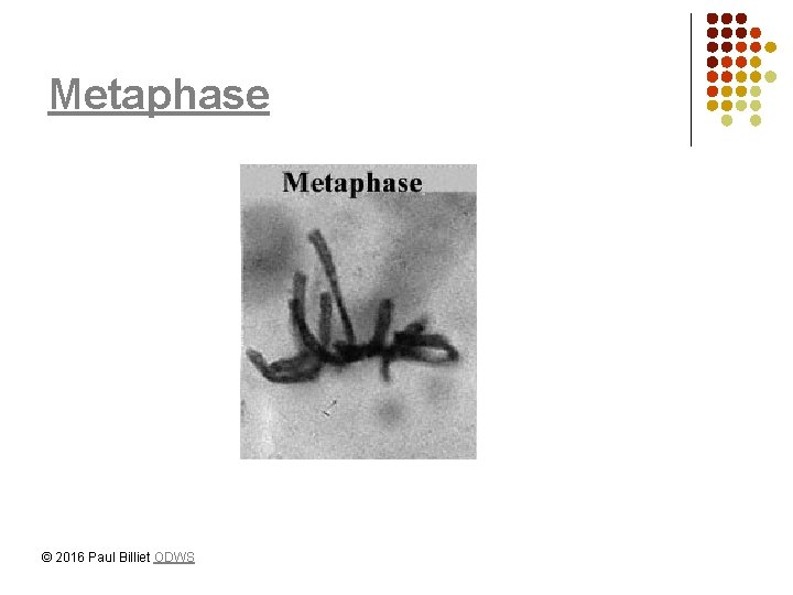 Metaphase © 2016 Paul Billiet ODWS 