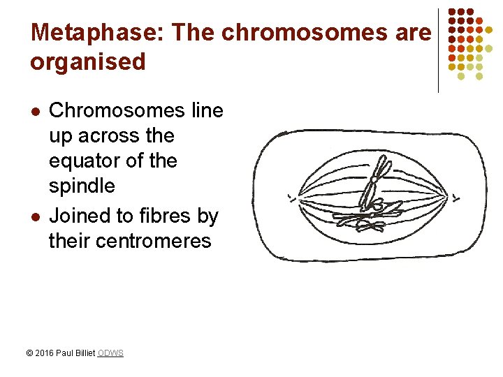 Metaphase: The chromosomes are organised l l Chromosomes line up across the equator of