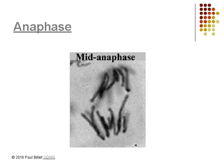 Anaphase © 2016 Paul Billiet ODWS 