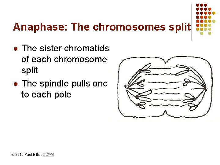 Anaphase: The chromosomes split l l The sister chromatids of each chromosome split The