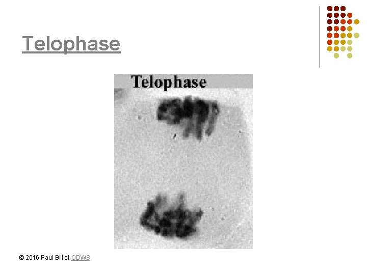Telophase © 2016 Paul Billiet ODWS 