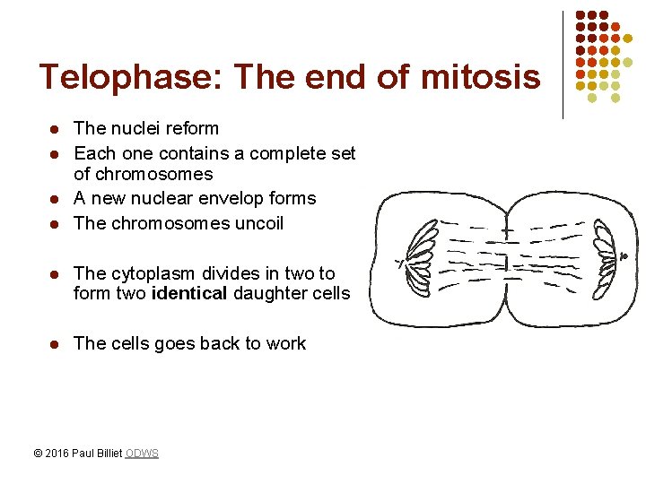 Telophase: The end of mitosis l l The nuclei reform Each one contains a