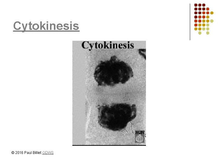 Cytokinesis © 2016 Paul Billiet ODWS 